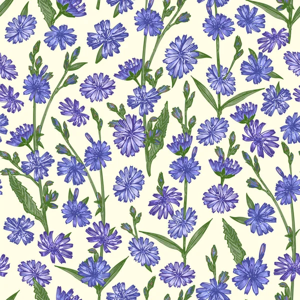 Nahtloses Muster Mit Realistischen Botanischen Farbskizzen Von Chicorée Blumen Isoliert — Stockvektor