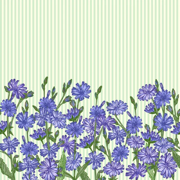 Patroon Met Realistische Botanische Kleur Schets Van Cichorei Bloemen Geïsoleerd — Stockvector