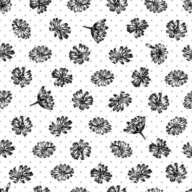 Kusursuz desenli, gerçekçi botanik siyah mürekkep çizimi, hindiba çiçekleri, beyaz arka planda izole, çiçekli bitki koleksiyonu. İlaç fabrikası. Vintage rustik vektör çizimi