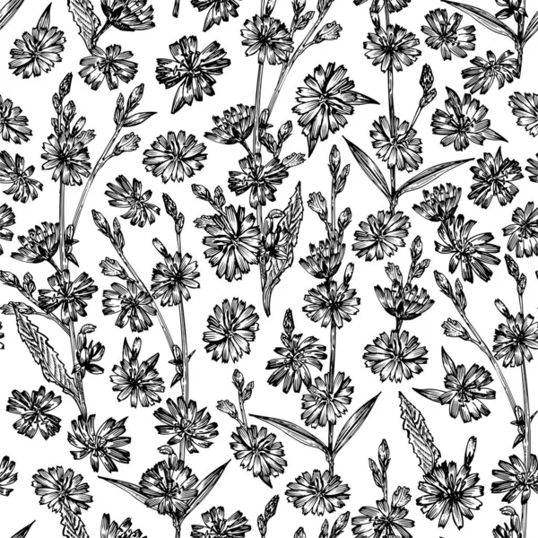 白い背景に隔離されたチコリの花の現実的な植物の黒いインクのスケッチとシームレスなパターン 花のハーブコレクション 植物医学 ヴィンテージ素朴なベクトルイラスト — ストックベクタ