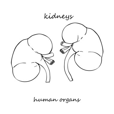 Böbrek. İnsan iç organlarının elle çizilmiş gerçekçi bir ikonu. Çizgi çalışması. Eskiz stili. Tıbbi projelerin için dizayn konsepti viral rehabilitasyon posterleri, dövmeler. Vektör illüstrasyonu.
