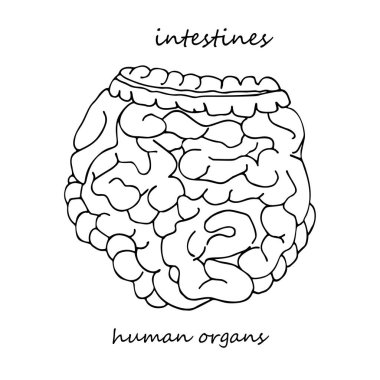 Bağırsaklar. İnsan iç organlarının elle çizilmiş gerçekçi bir ikonu. Çizgi çalışması. Eskiz stili. Tıbbi projelerin için dizayn konsepti viral rehabilitasyon posterleri, dövmeler. Vektör illüstrasyonu.