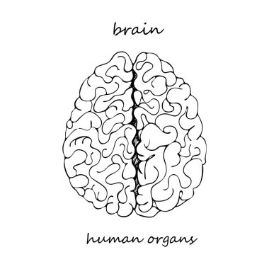 Beyin. İnsan iç organlarının elle çizilmiş gerçekçi bir ikonu. Çizgi çalışması. Eskiz stili. Tıbbi projelerin için dizayn konsepti viral rehabilitasyon posterleri, dövmeler. Vektör illüstrasyonu.