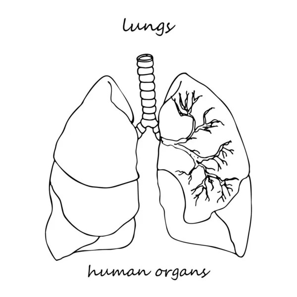 Pulmões Ícone Realista Desenhado Mão Órgãos Internos Humanos Arte Linha — Vetor de Stock