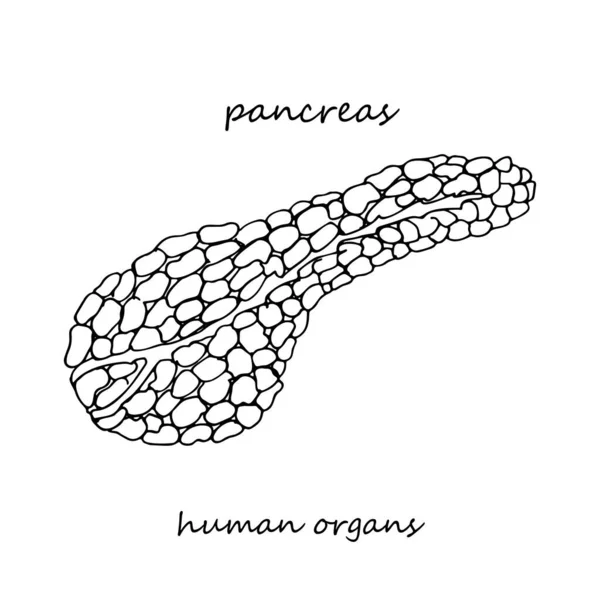 Pancreas Realistic Hand Drawn Icon Human Internal Organs Line Art — Stock Vector