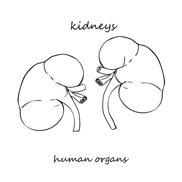 Kidney Realistic Hand Drawn Icon Human Internal Organs Line Art — Stock Vector