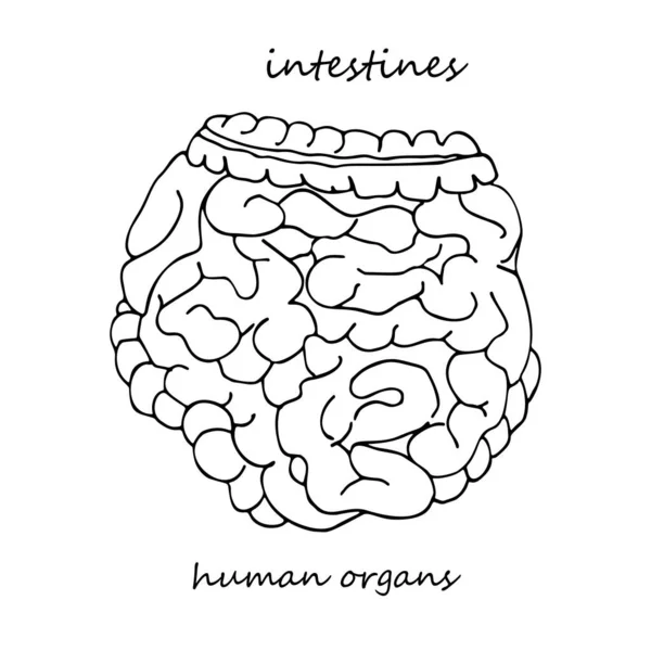 Εντερικά Ρεαλιστική Ζωγραφισμένη Στο Χέρι Εικόνα Ανθρώπινων Εσωτερικών Οργάνων Γραμμική — Διανυσματικό Αρχείο