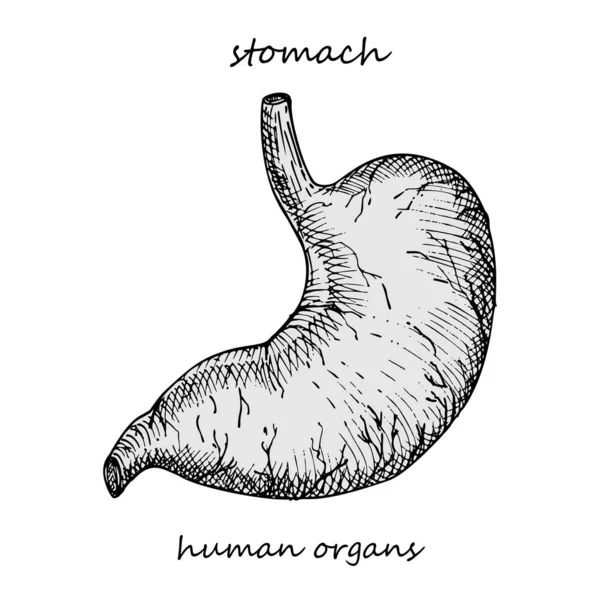 Stomach Realistic Hand Drawn Icon Human Internal Organs Engraving Art — Stock Vector