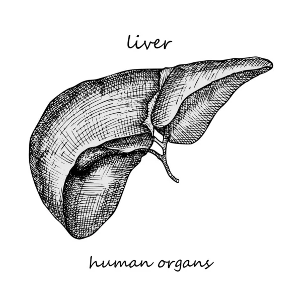 Liver Realistic Hand Drawn Icon Human Internal Organs Engraving Art — Stock Vector