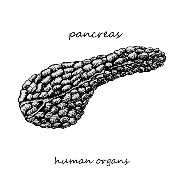 Alvleesklier Realistisch Met Hand Getekend Icoon Van Menselijke Inwendige Organen — Stockvector