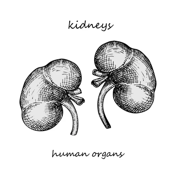 Kidney Realistic Hand Drawn Icon Human Internal Organs Engraving Art — Stock Vector