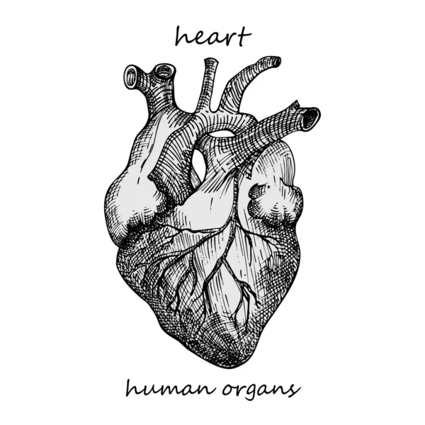 Heart Realistic Hand Drawn Icon Human Internal Organs Engraving Art — Stock Vector