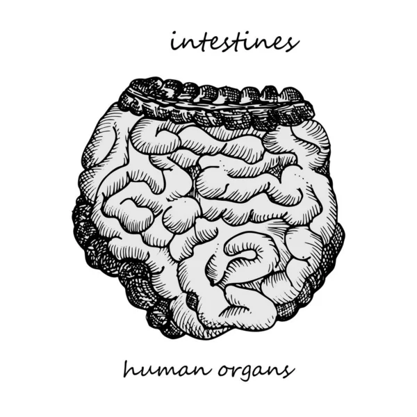 腸だな 人間の内臓の現実的な手描きのアイコン 彫刻芸術 スケッチスタイル 医療プロジェクトのためのデザインコンセプトは ウイルスのリハビリテーションのポスター タトゥーを投稿します ベクターイラスト — ストックベクタ