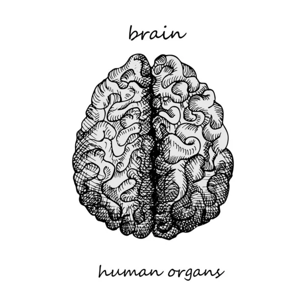 现实的手绘人体器官图标 雕刻艺术 素描风格 设计概念您的医疗项目后病毒康复海报 矢量说明 — 图库矢量图片