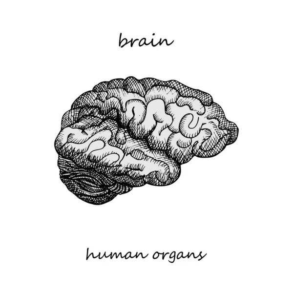 Cerveau Icône Réaliste Dessinée Main Des Organes Internes Humains Gravure — Image vectorielle