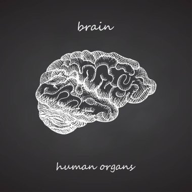 Beyin. Tahtaya insan iç organlarının elle çizilmiş gerçekçi bir simgesi. İşleme sanatı. Eskiz stili. Tıbbi projelerin için dizayn konsepti viral rehabilitasyon posterleri, dövmeler. Vektör.