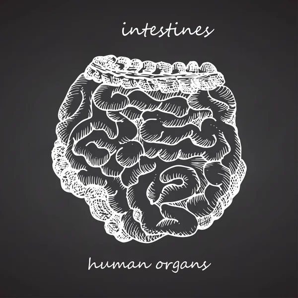 Intestines Realistisch Met Hand Getekend Icoon Van Menselijke Inwendige Organen — Stockvector