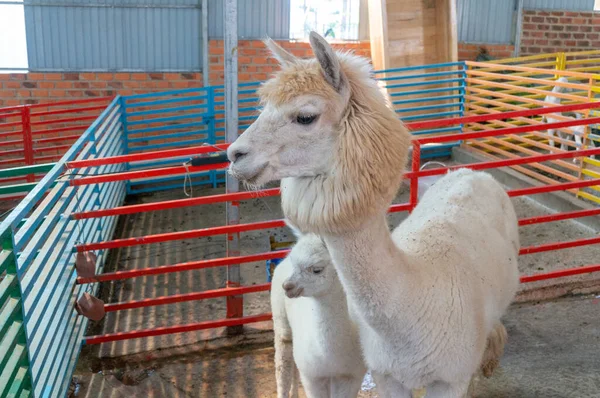 Cute Alpaca on the farm. Beautifull and funny animals — стокове фото