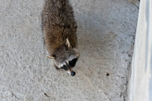 A cute wild raccoon looks for food on the ground.