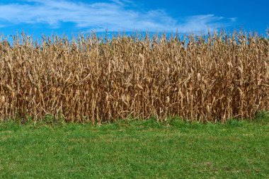 Mısırlar Mavi gökyüzü ile hasat için hazır.