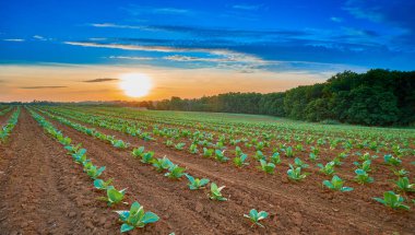 Burley Tütünü Tarlasında Gün Batımı