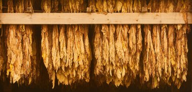 Curing Burley Tobacco Hanging in a Barn clipart