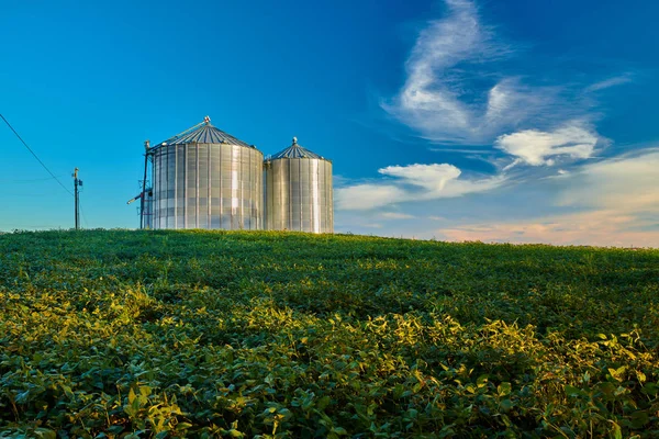 Metal Silos in Soybean Field with Clouds in the Sky. — стокове фото