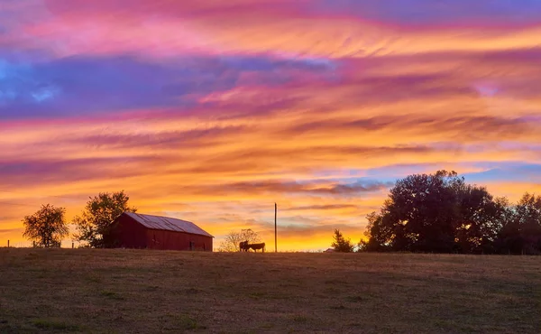 Farma s krávami v soumraku s barevným nebem. — Stock fotografie