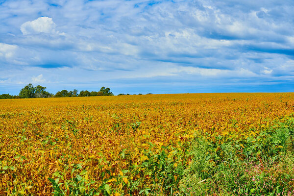 Field of Yellow Soybeams with Cloudy Skies.