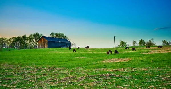 Vacas pastando al atardecer con cielo azul . — Foto de Stock