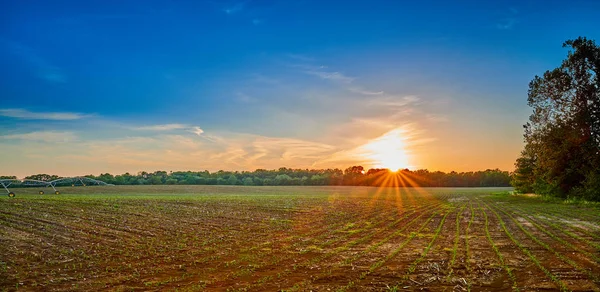 Campo de maíz recién plantado al atardecer con nubes y sol . — Foto de Stock