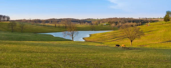 Mucche in un campo con laghetto con cielo blu . — Foto Stock
