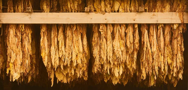 Curing Burley Tobacco Hanging in a Barn — Stock Photo, Image