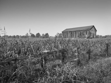 Ivy mısır tarlasında ahır kapladı, Ky.