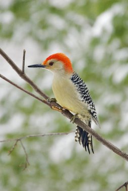 Ağaçkakan.