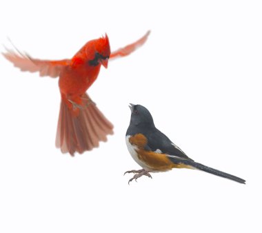 Fighting Cardinal and Tohee clipart