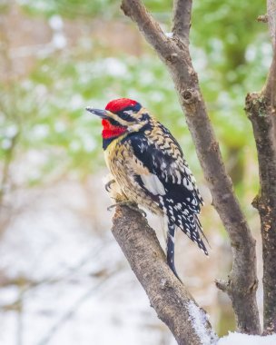 Yellow-bellied Sapsucker