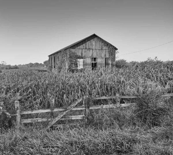 Ivy Krytá stodola v kukuřičném poli, Ky — Stock fotografie