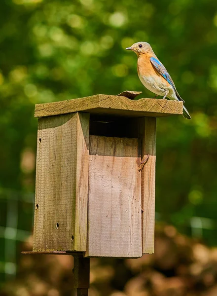 Uccello azzurro orientale femmina — Foto Stock