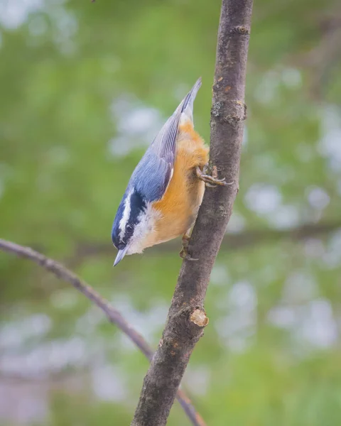 Red-Breasted Nuthatch — Stock Photo, Image