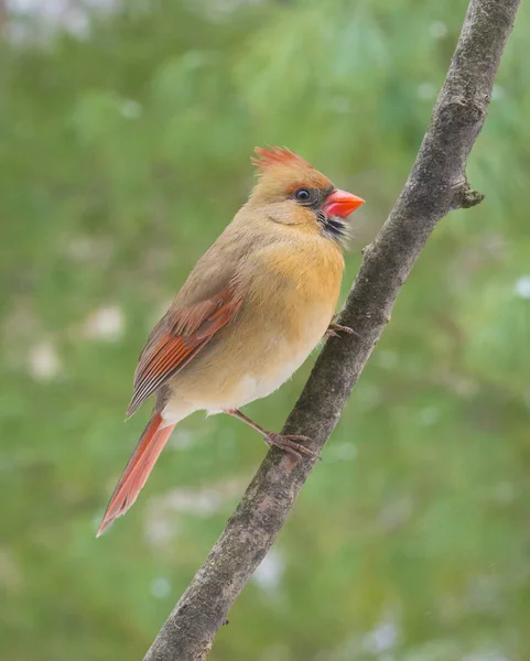 Cardenal femenino — Foto de Stock