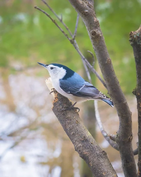 백색 가슴 nuthatch — 스톡 사진