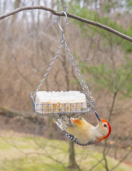 Pájaro carpintero de vientre rojo — Foto de Stock