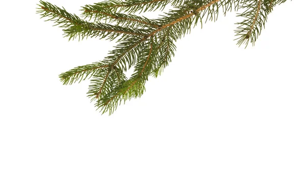 Norway Spruce Branch на белом фоне . — стоковое фото