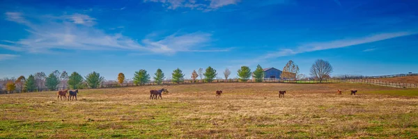 Tenyésztett lovak a mezőn — Stock Fotó