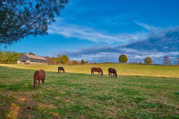 Pur-sang Chevaux broutant dans un champ — Photo