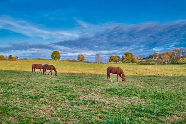 Cavalli purosangue al pascolo in un campo — Foto Stock