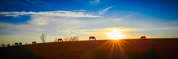 Καθαρόαιμα άλογα Silhouette από τη δύση του ήλιου — Φωτογραφία Αρχείου