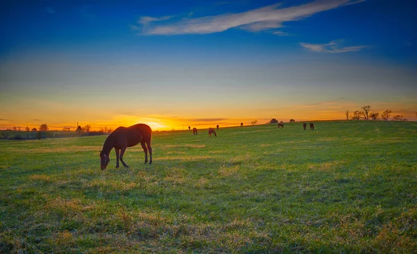 夕暮れ時の徹底した飼育馬の放牧 — ストック写真
