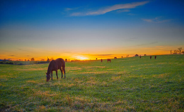 Породистые лошади, пасущиеся в сумерках
